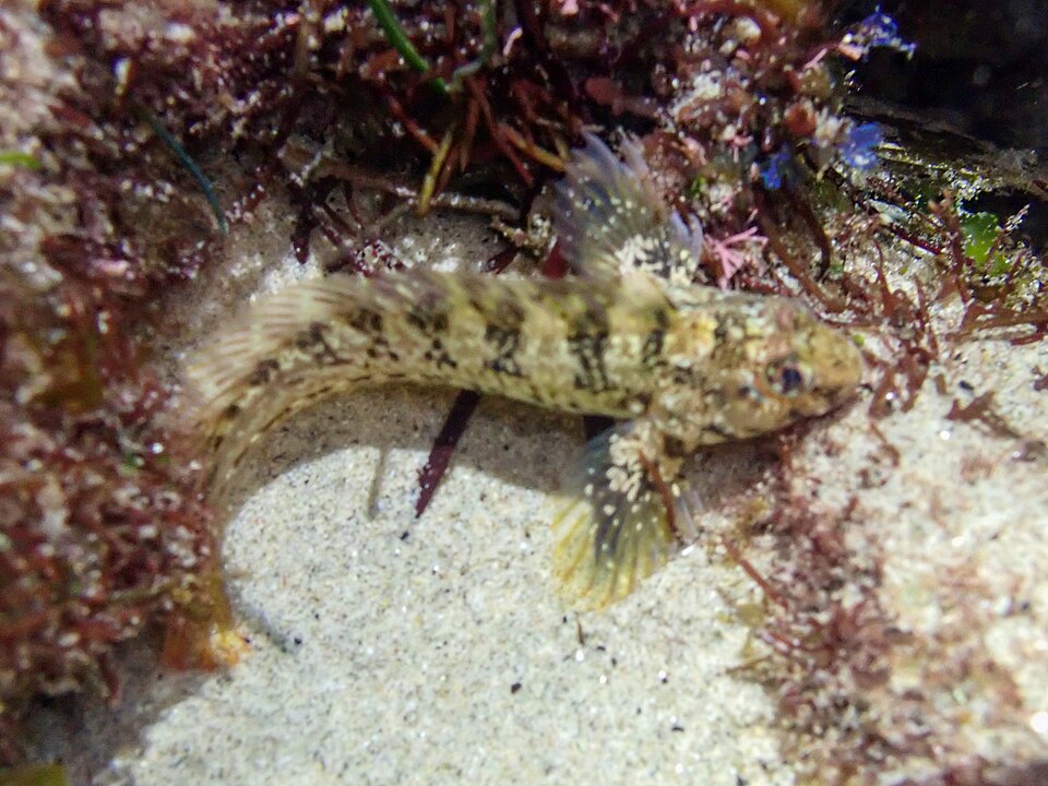 ภาพ ปลาตั๊กแตนหินตั๊กแตนหิน (Hypsoblennius gilberti)