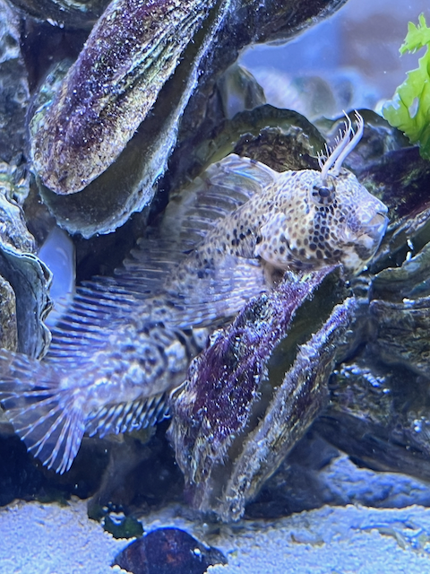 ภาพ ปลาตั๊กแตนหินตั๊กแตนหิน (Hypsoblennius hentz)