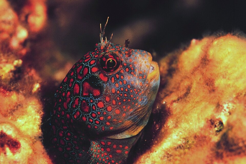 ภาพ ปลาตั๊กแตนหินตั๊กแตนหิน (Hypsoblennius invemar)