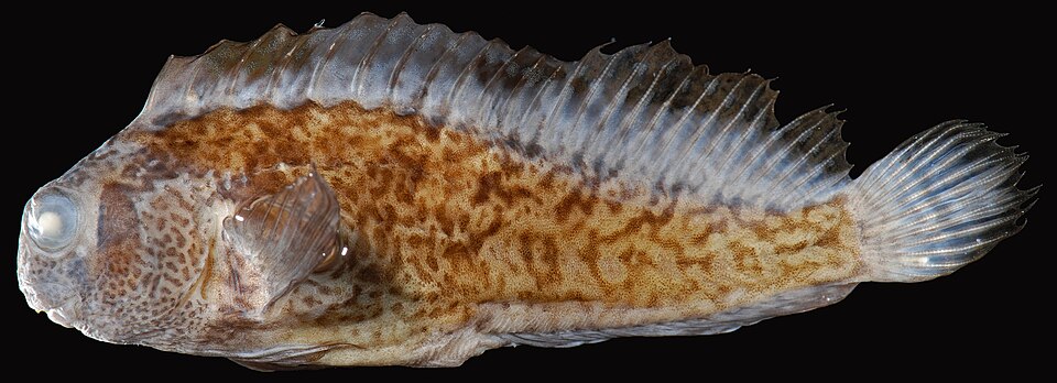 ภาพ ปลาตั๊กแตนหินตั๊กแตนหิน (Hypsoblennius ionthas)