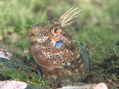ภาพ ปลาตั๊กแตนหินตั๊กแตนหิน (Hypsoblennius paytensis)