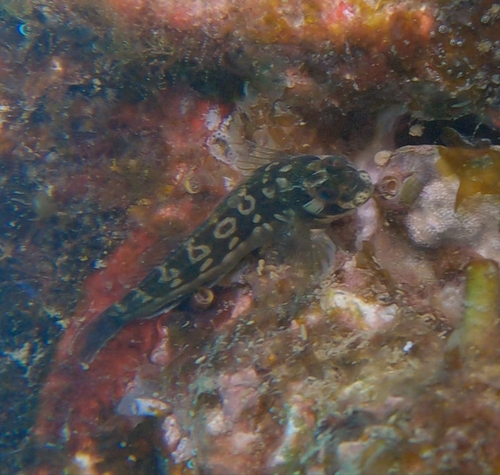 ภาพ ปลาตั๊กแตนหินตั๊กแตนหิน (Hypsoblennius proteus)