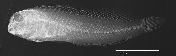 ภาพ ปลาตั๊กแตนหิน robustus (Hypsoblennius robustus)