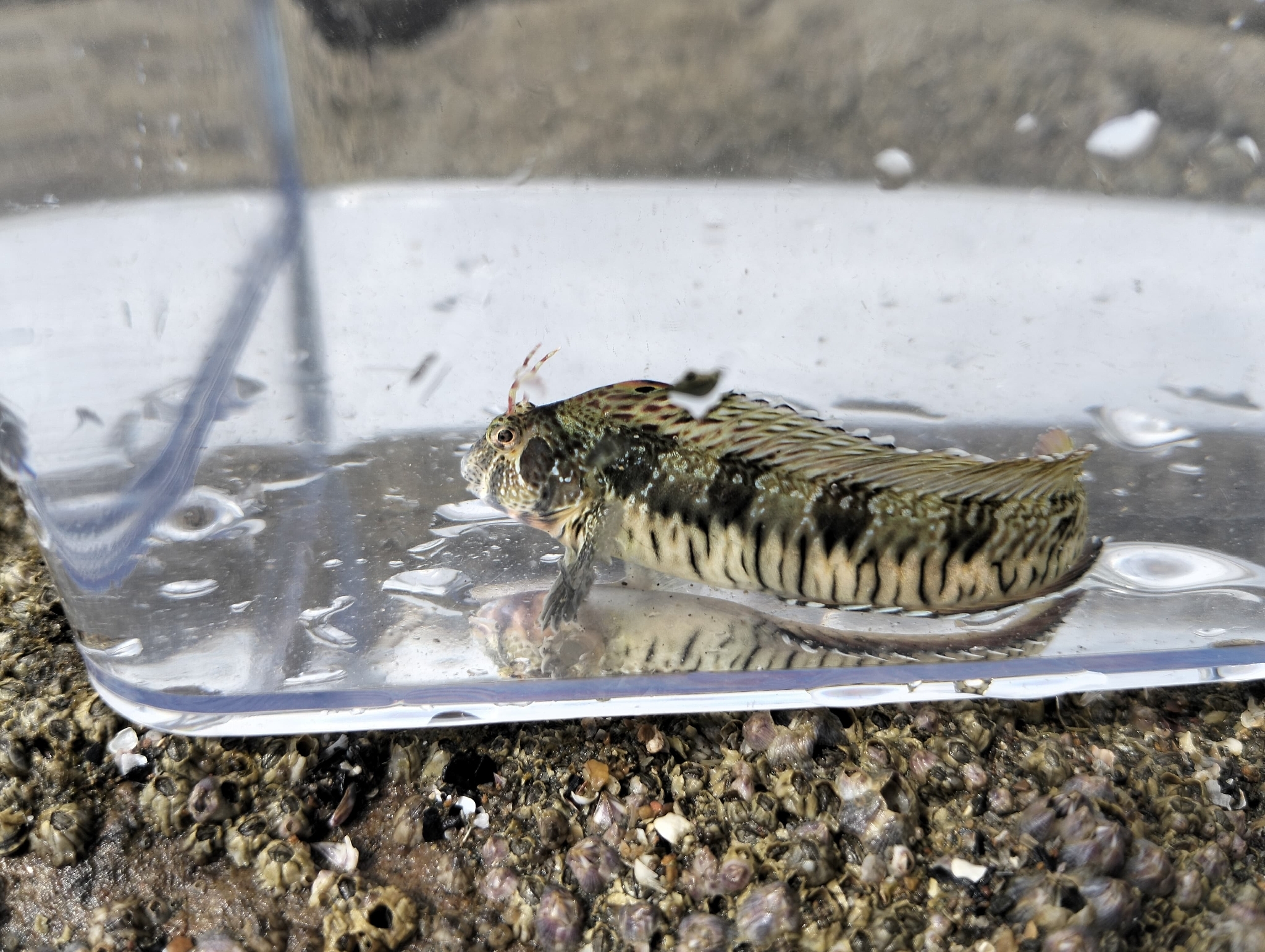 ภาพ ปลาตั๊กแตนหินตั๊กแตนหิน (Hypsoblennius striatus)