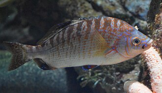 ภาพ ปลา caryi (Hypsurus caryi)