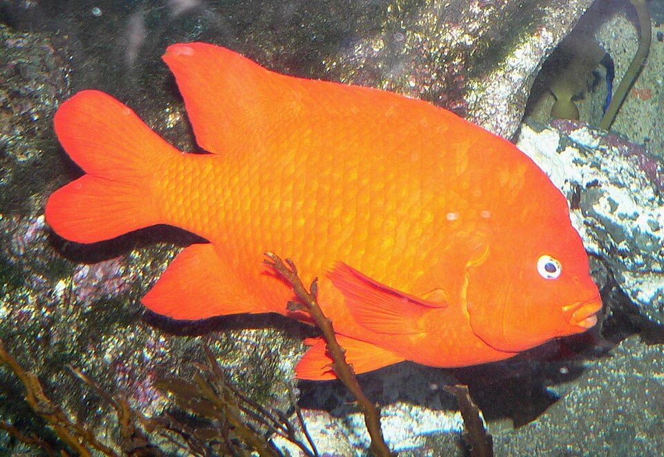 ภาพ ปลาสลิดหิน rubicundus (Hypsypops rubicundus)