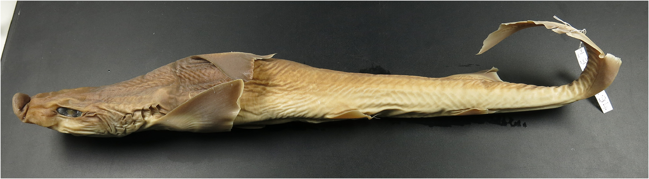 ภาพ ปลา garricki (Iago garricki)