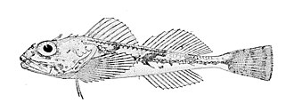 ภาพ ปลา borealis (Icelinus borealis)