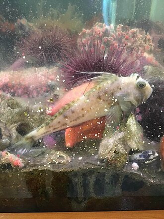 ภาพ ปลา filamentosus (Icelinus filamentosus)