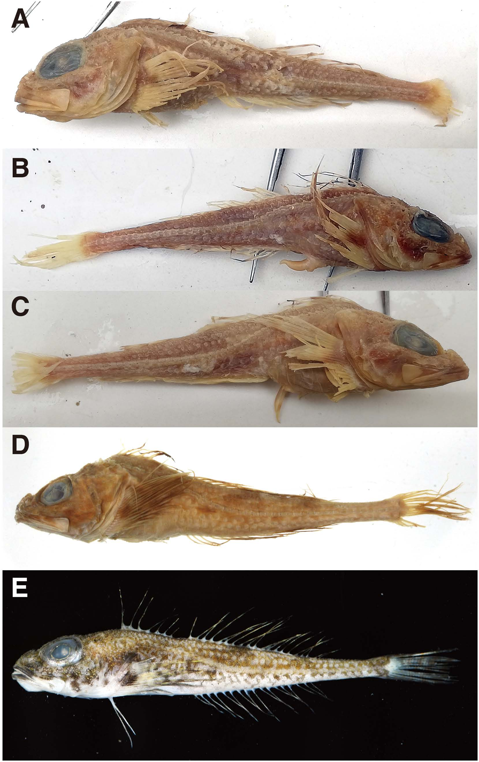 ภาพ ปลา rastrinoides (Icelus rastrinoides)