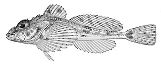 ภาพ ปลา spatula (Icelus spatula)