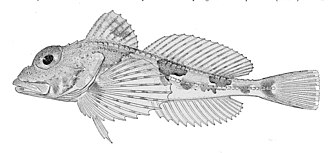 ภาพ ปลา uncinalis (Icelus uncinalis)