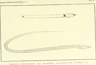 ภาพ ปลา ophioneus (Ichthyapus ophioneus)