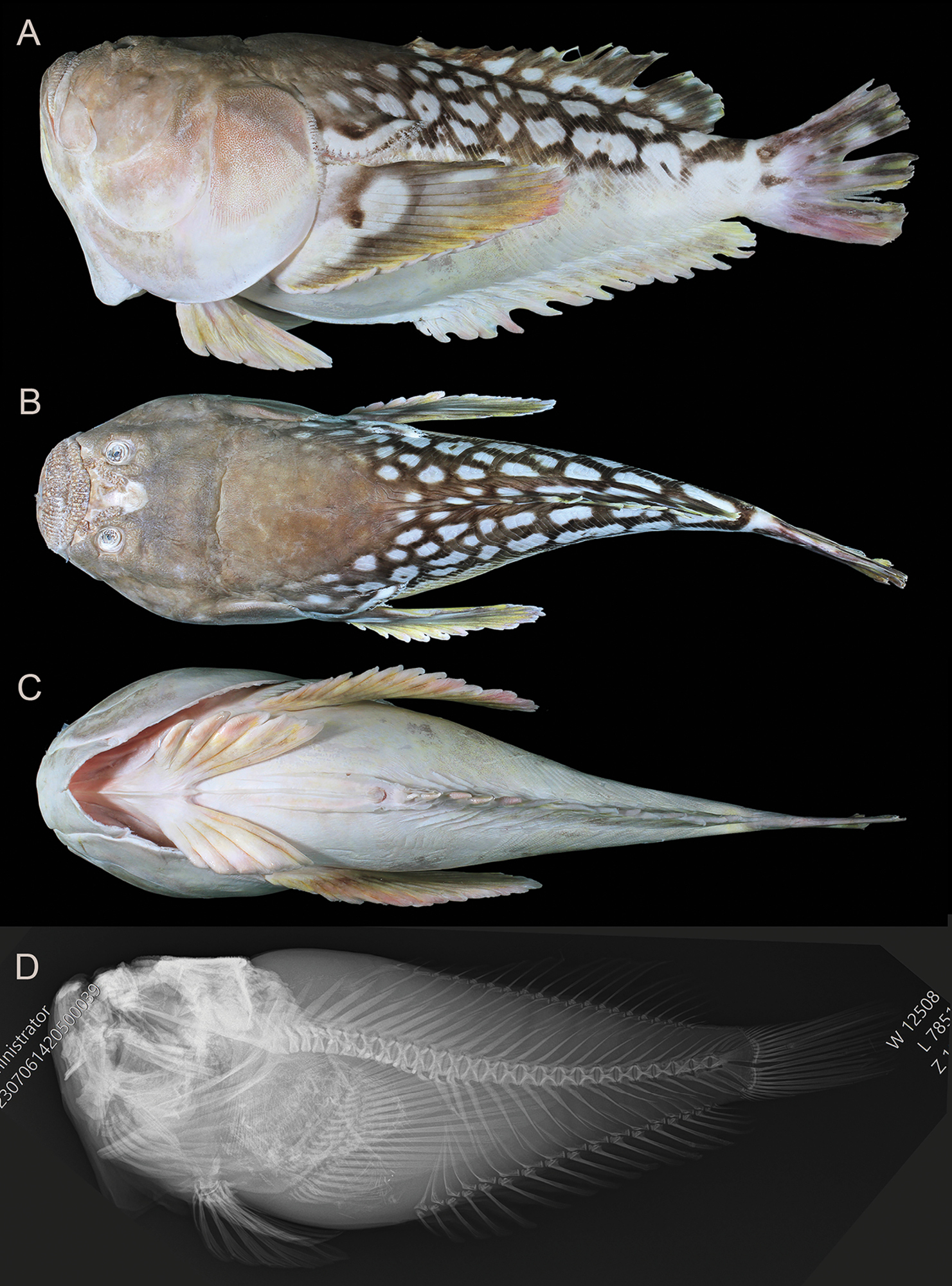 ภาพ ปลา lebeck (Ichthyscopus lebeck)
