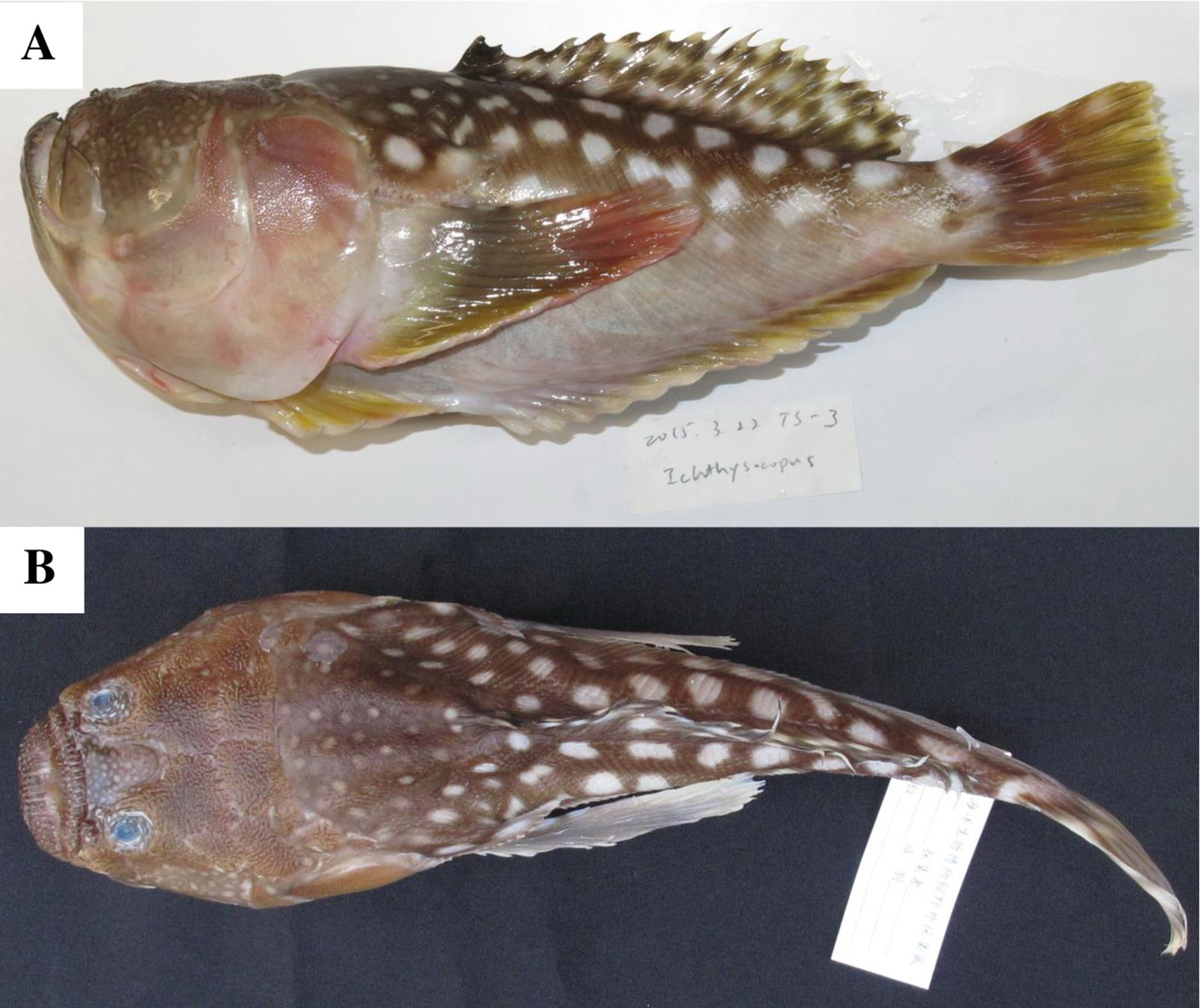 ภาพ ปลา pollicaris (Ichthyscopus pollicaris)