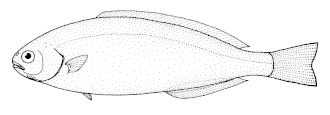 ภาพ ปลา australis (Icichthys australis)