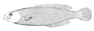 ภาพ ปลา lockingtoni (Icichthys lockingtoni)