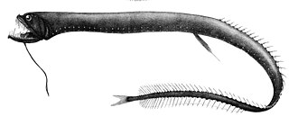 ภาพ ปลา atlanticus (Idiacanthus atlanticus)