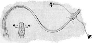 ภาพ ปลา fasciola (Idiacanthus fasciola)