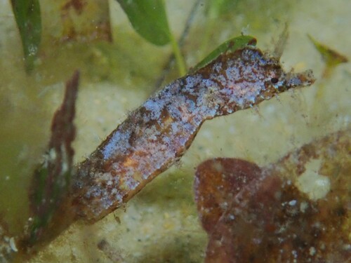 ภาพ ม้าน้ำเล็ก (Idiotropiscis australis)