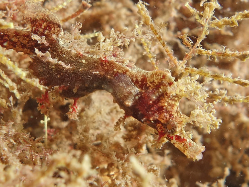 ภาพ ม้าน้ำแคระ (Idiotropiscis lumnitzeri)
