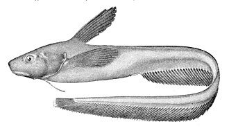 ภาพ ปลา plicatellus (Ijimaia plicatellus)