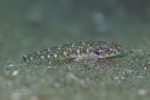 ภาพ ปลาบู่บู่ (Ilypnus gilberti)
