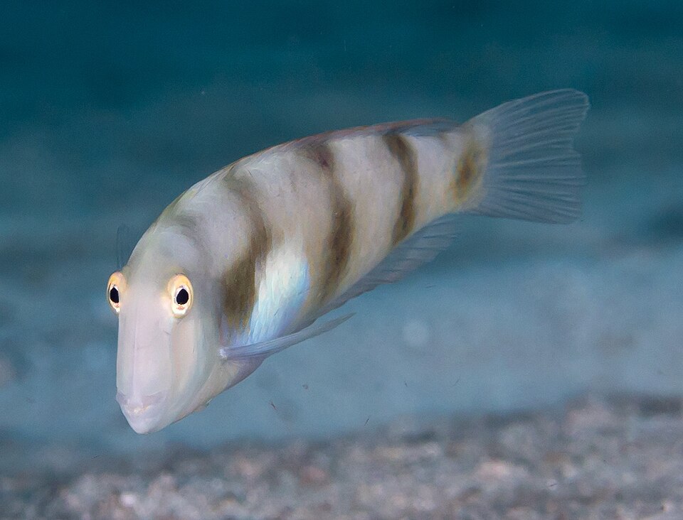ภาพ ปลานกขุนทองขาว (Iniistius aneitensis)