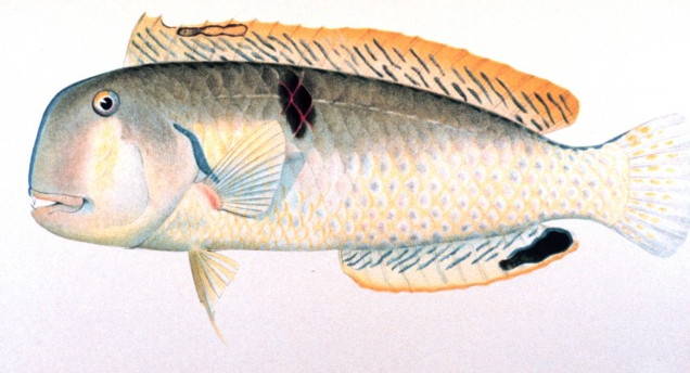 ภาพ ปลานกขุนทอง baldwini (Iniistius baldwini)