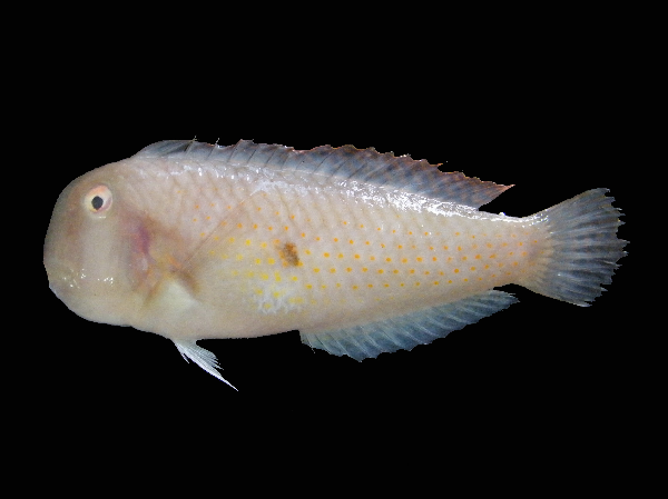 ภาพ ปลานกขุนทองสองจุด (Iniistius bimaculatus)