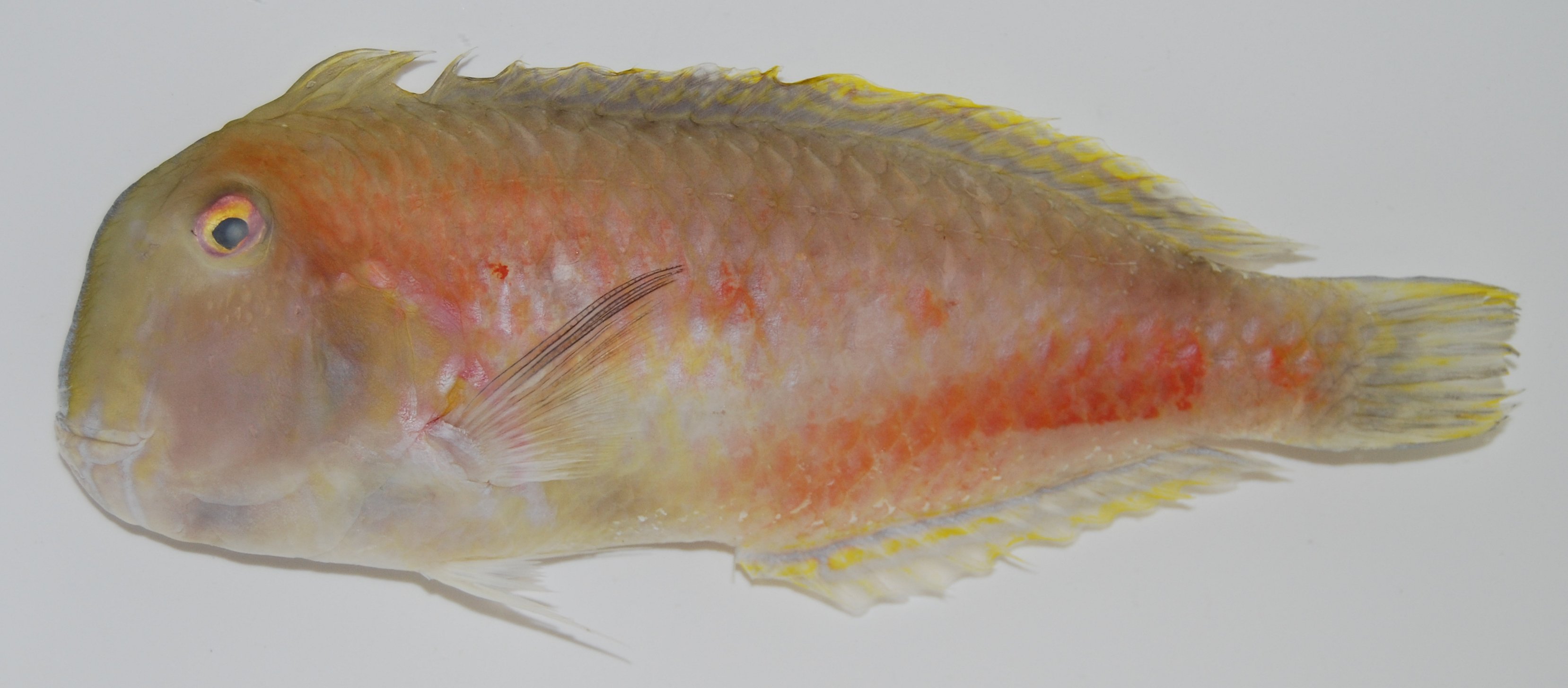 ภาพ ปลานกขุนทอง brevipinnis (Iniistius brevipinnis)