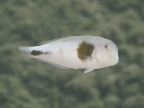 ภาพ ปลานกขุนทอง celebicus (Iniistius celebicus)