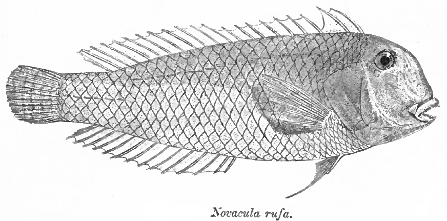ภาพ ปลานกขุนทอง cyanifrons (Iniistius cyanifrons)