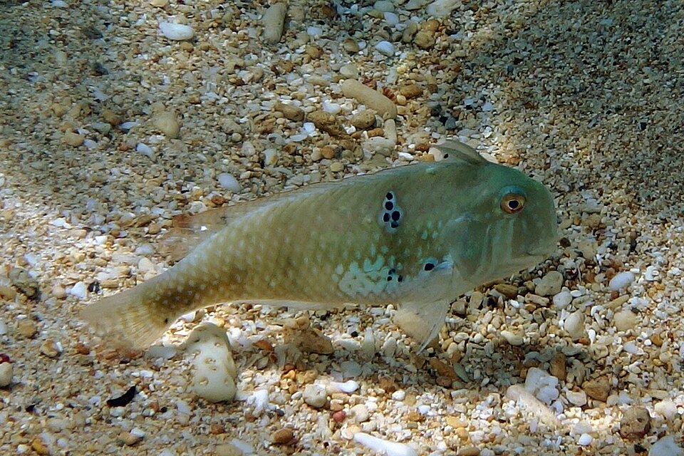 ภาพ ปลานกขุนทอง griffithsi (Iniistius griffithsi)