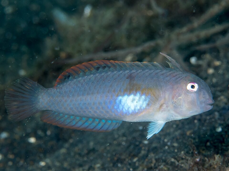 ภาพ ปลานกขุนทองจุด (Iniistius melanopus)