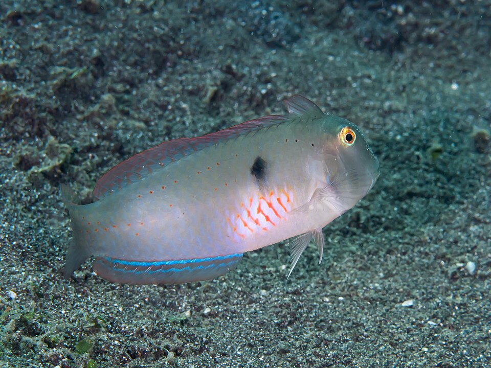 ภาพ ปลานกขุนทองห้า (Iniistius pentadactylus)