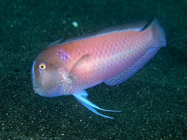 ภาพ ปลานกขุนทองสามลายบั้ง (Iniistius verrens)