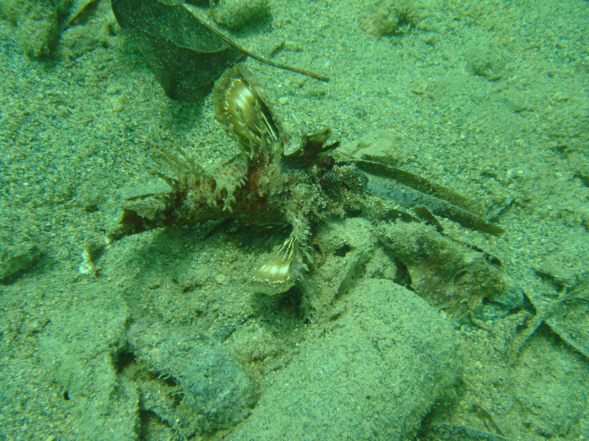 ภาพ ปลา didactylus (Inimicus didactylus)