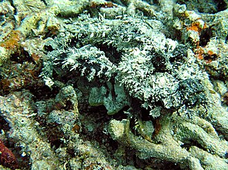ภาพ ปลา sinensis (Inimicus sinensis)