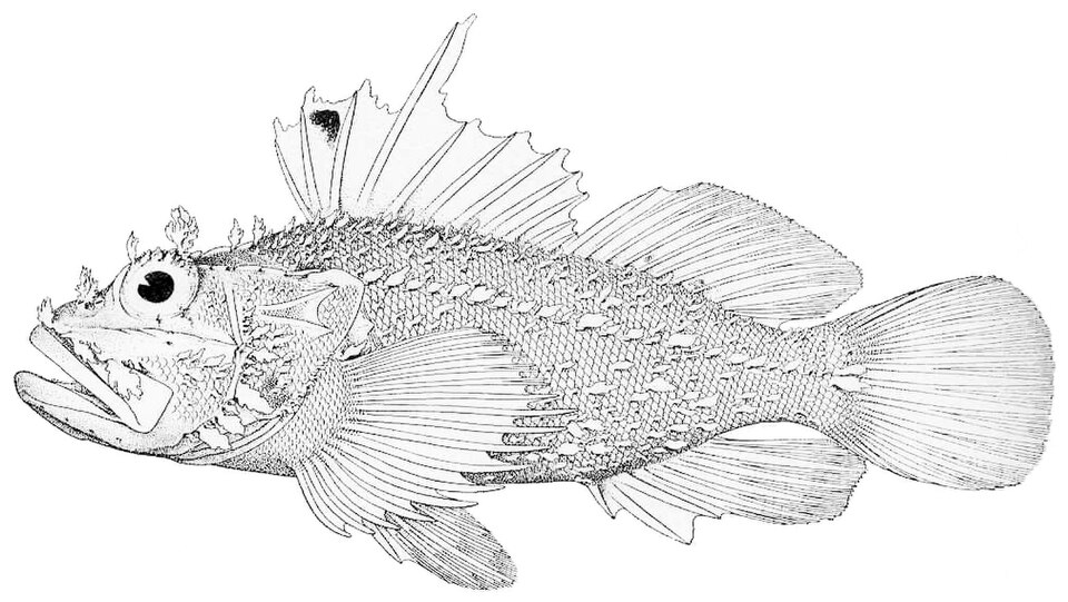 ภาพ ปลาแมงป่อง signifer (Iracundus signifer)