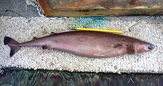 ภาพ ปลา brasiliensis (Isistius brasiliensis)
