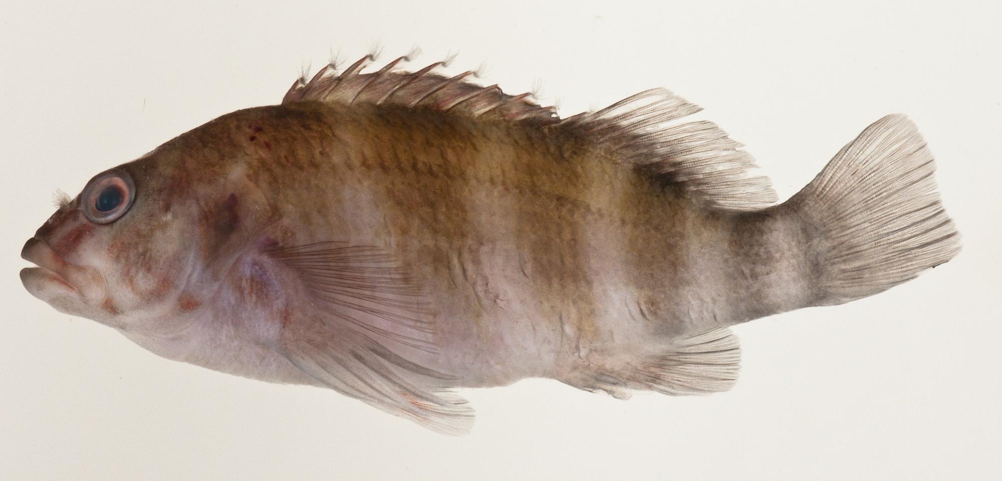 ภาพ ปลาเหยี่ยวหกลายบั้ง (Isocirrhitus sexfasciatus)
