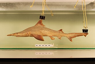 ภาพ ปลา oxyrhynchus (Isogomphodon oxyrhynchus)