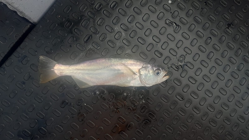 ภาพ ปลาจวด parvipinnis (Isopisthus parvipinnis)