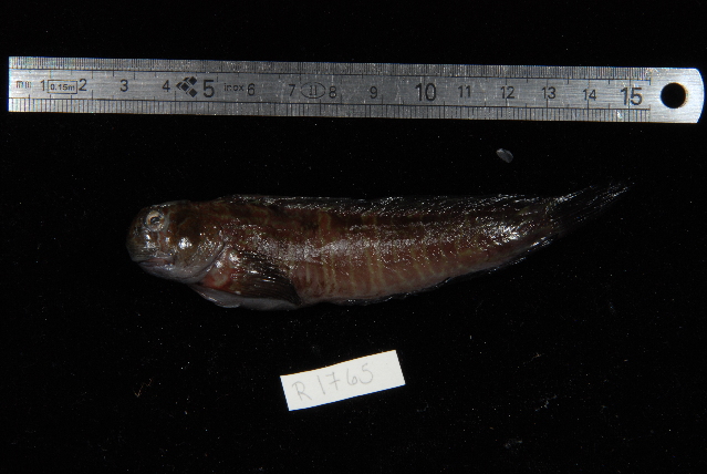 ภาพ ปลาตั๊กแตนหิน bellus (Istiblennius bellus)