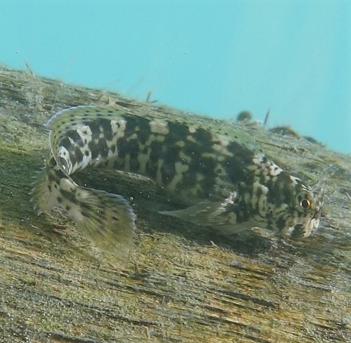 ภาพ ปลาตั๊กแตนหิน colei (Istiblennius colei)