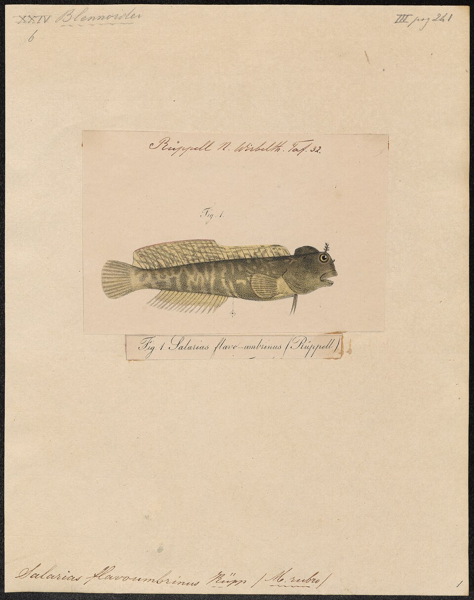 ภาพ ปลาตั๊กแตนหิน flaviumbrinus (Istiblennius flaviumbrinus)