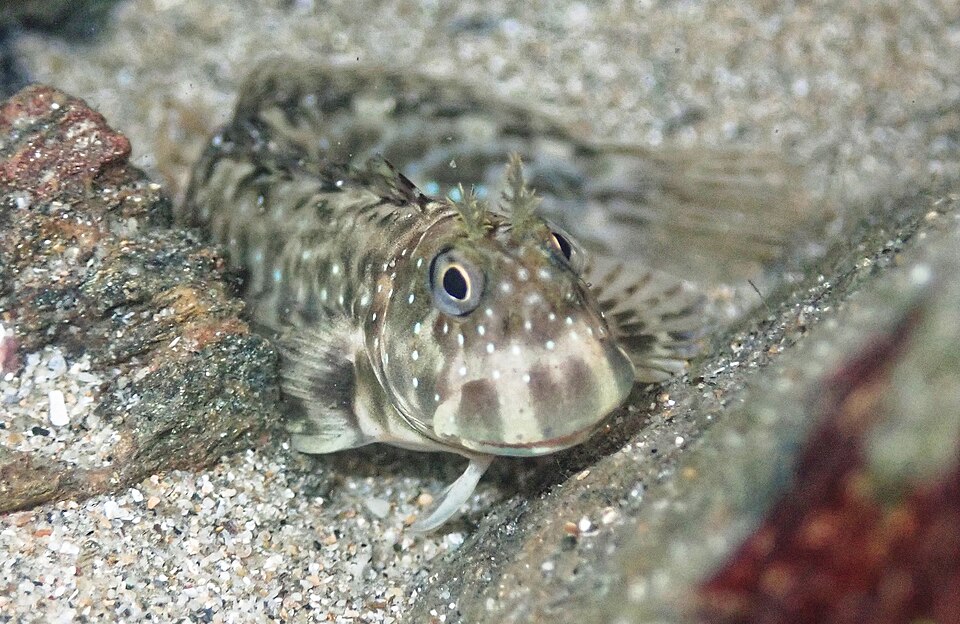 ภาพ ปลาตั๊กแตนหิน meleagris (Istiblennius meleagris)
