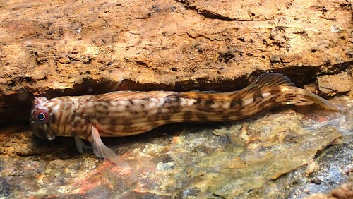 ภาพ ปลาตั๊กแตนหิน pox (Istiblennius pox)