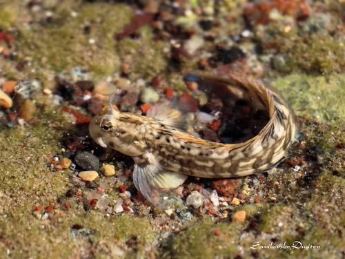 ภาพ ปลาตั๊กแตนหิน rivulatus (Istiblennius rivulatus)